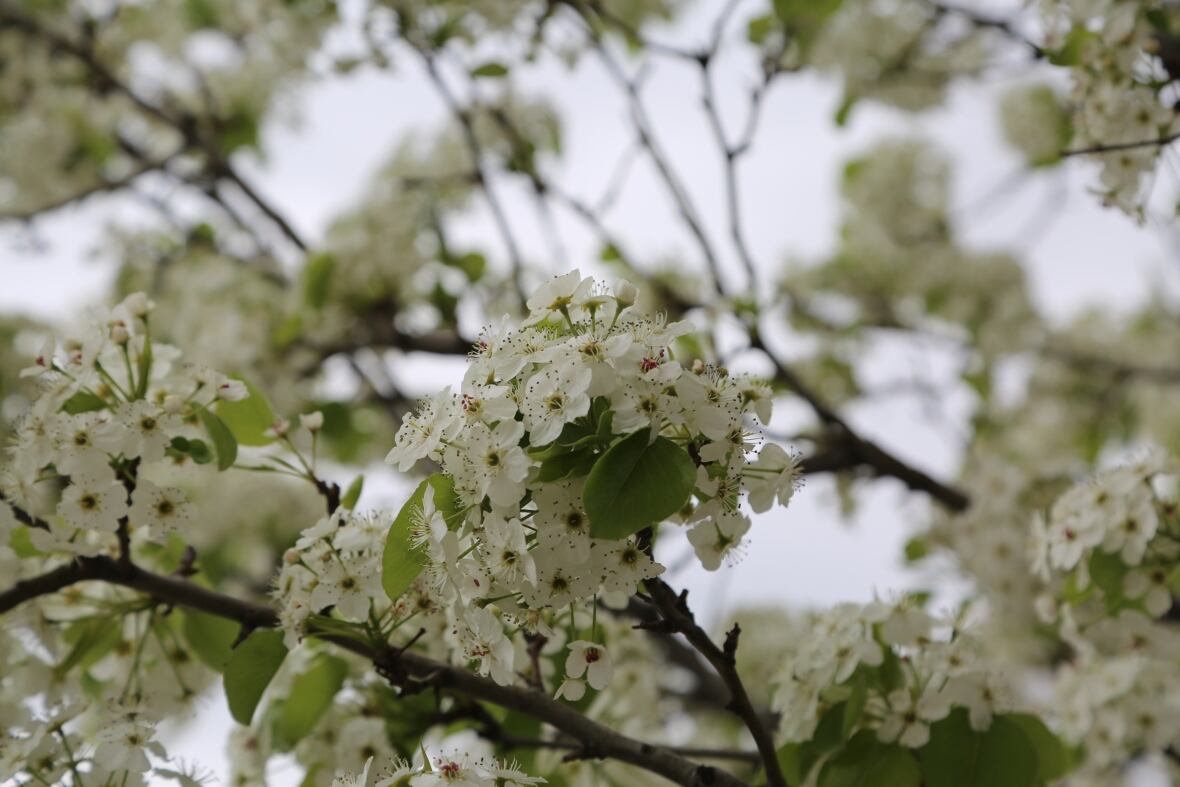 Not only is the Bradford pear the stinkiest tree of spring — it's an