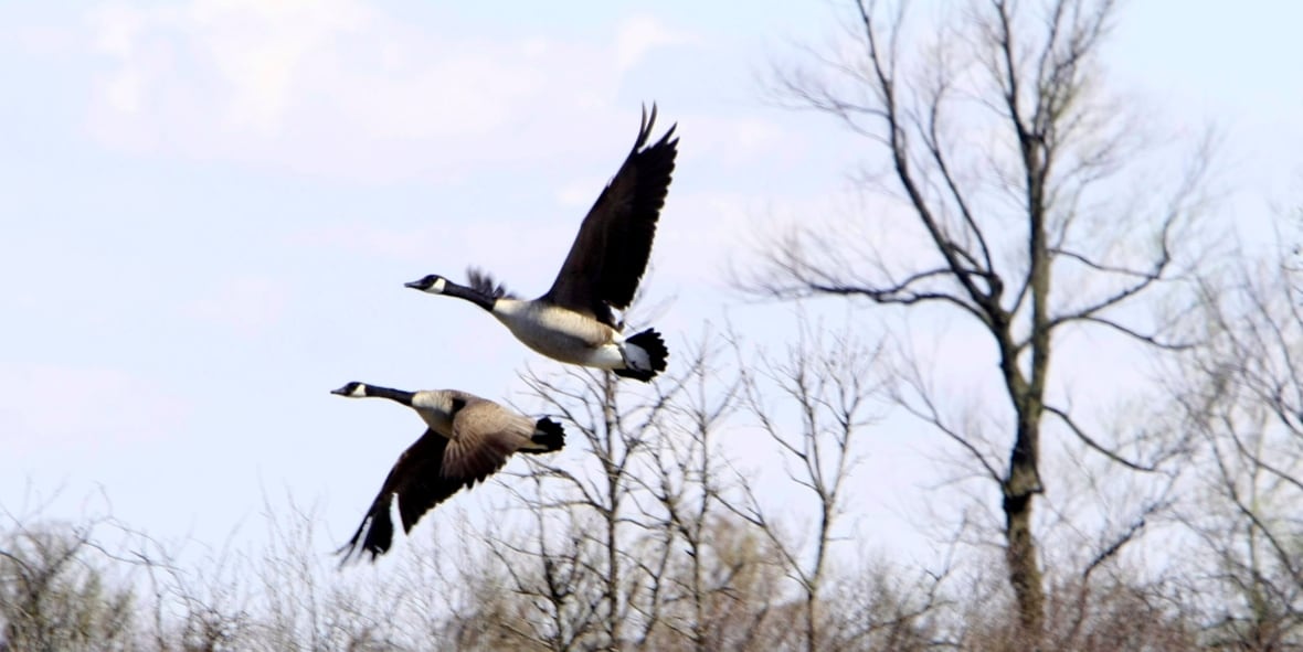 A pair of Canada geese flies over the trees and grasslands