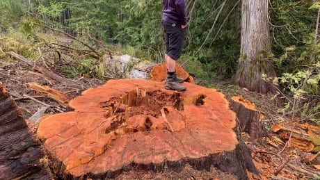 The stump of an old growth cedar that official in the Regional District of Central Kootenay believe was poached. tree poaching near Nelson, B.C.