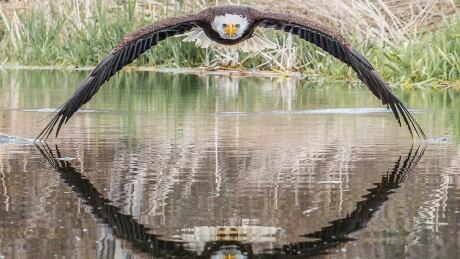 bald eagle