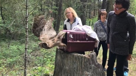 A female great horned owl is released back into Kelowna's Woodhaven Regional Park on Wednesday after it spent three months rehabilitating at the South Okanagan Rehabilitation Centre for Owls (SORCO) Raptor Rehab Centre. owl release