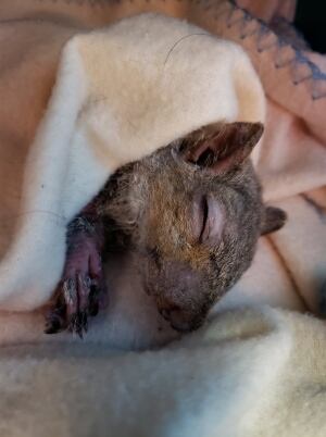 A squirrelly situation: Teens rescue rodent drenched in hard foam