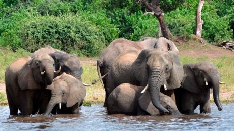 In this March 3, 2013 file photo, elephants drink water in the Chobe National Park in Botswana. Botswana's government says it has lifted its ban on elephant hunting, a decision that is likely to bring protests from wildlife protection groups. Botswana elephant hunting
