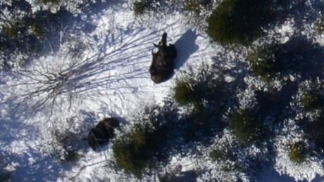 An image of a mainland moose captured during an aerial survey of a section of Nova Scotia in 2018. Mainland moose aerial
