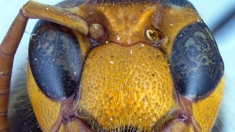 Black-tailed hornet or Vespa Ducalis 