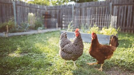 chickens