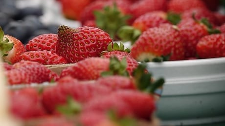 strawberry byward market ottawa produce farmers market