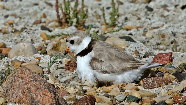 A Piping plover bird sitting on a nest.