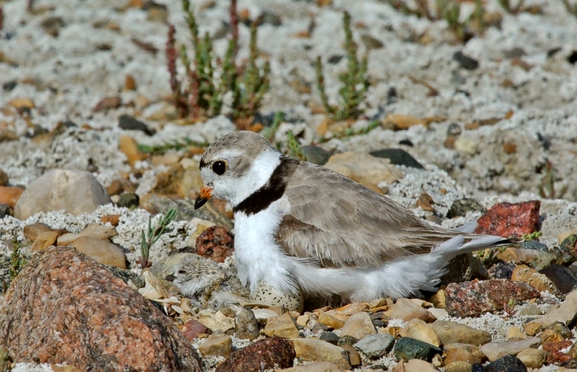A Piping plover bird sitting on a nest.