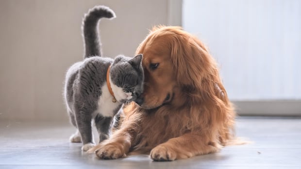 Nova Scotians open their doors to animals displaced by Annapolis County wildfire