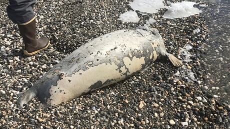 This May 24, 2019, photo provided by the National Park Service shows a dead seal found on a beach near Kotzebue, Alaska. Federal biologists are investigating the deaths of at least 60 ice seals along Alaska's west coast. The National Oceanic and Atmospheric Administration says bearded, ringed and spotted seals were reported dead Monday in Norton Sound south of Nome. Ice Seal Deaths