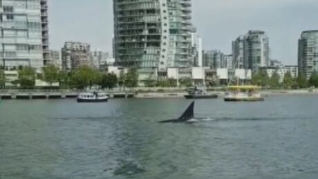 orca sighting orca viz