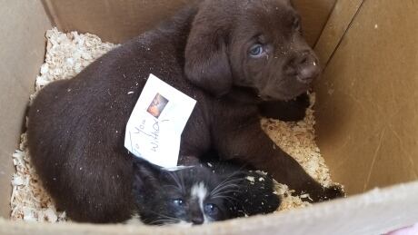 A woman has been charged after a post office employee in Milo, Alta., found these animals in a box that was addressed to a fake address. Mailed animals