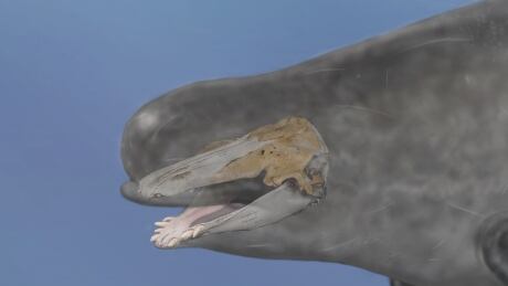 Hybrid narwhal-beluga