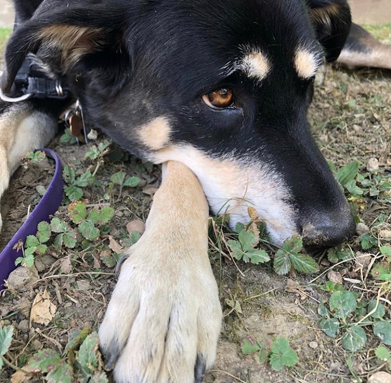 White dog sales with eyebrows