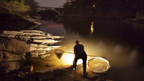 FILE - In this Thursday, March 23, 2012 file photo, Bruce Steeves uses a lantern to look for young eels known as elvers on a river in southern Maine. Baby eels are the most lucrative fishery in the state on a per-pound basis, typically sold as seed stock to Asian aquaculture companies so they can be raised to maturity and processed into food. A Maine eel farmer is looking to change all that by operating a small eel farming operation that raises the eels so they can be sold live to local restaurants. Eel Farming