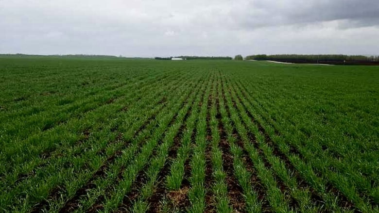 A farmer's field in Alberta