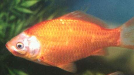 goldfish