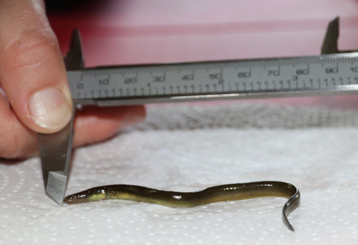 Inside the hidden fight over Indigenous fishing for baby eels in Nova