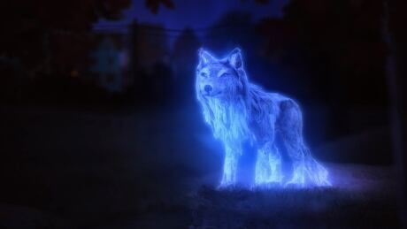 Wolf