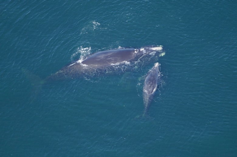 Dead Right Whale Towed To Cape Breton In Hopes Of Solving Mystery