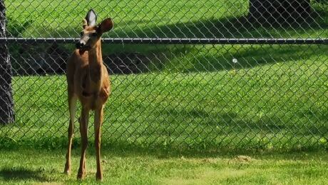 This deer was one of two that spent five days wandering the property at the Victoria Park armouries in Sydney. Deer in Victoria Park