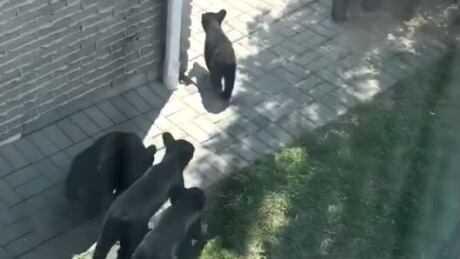 New Sudbury bear family