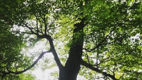 A sugar maple tree dubbed Sweetness by the project team will be available for texting as of July 7. Sweetness the Sugar Maple