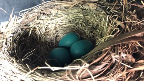 A new vehicle is stuck on a lot at Provincial Chrysler after a robin made her nest in the wheel well. wdr birds nest wheel well