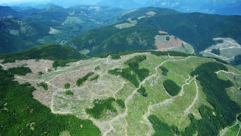 An aerial shot of extensive clearcuts near Cowichan Lake on Vancouver Island.