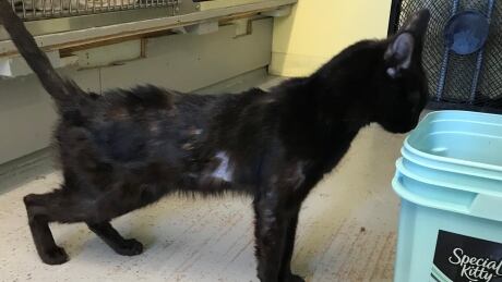 There are two kittens and seven adult cats. abandoned cat