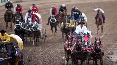 Inaugural chuckwagon finals to be 'safest possible' at Century Downs, says general manager