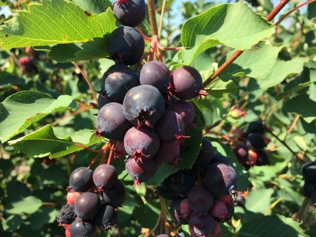 It's purple-tongue time! Manitoba saskatoon berry farms enjoying bumper ...