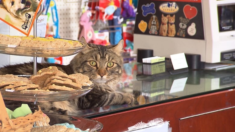 Cat selling shops near 2024 me