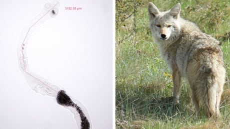 A parasitic tapeworm called Echinococcus multilocularis is now very common in wildlife in Western Canada, scientists say. Coyote parasitic tapeworm