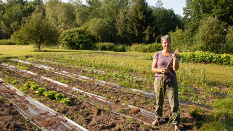 Quebec farmer comes home to find 2,000 heads of garlic stolen from ...