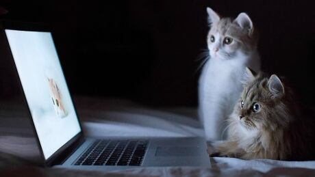 Cat Video Fest