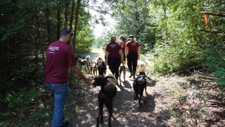 Boogity Dog Walk