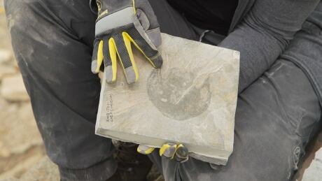 Carapace fossil