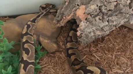 Snake rescue
