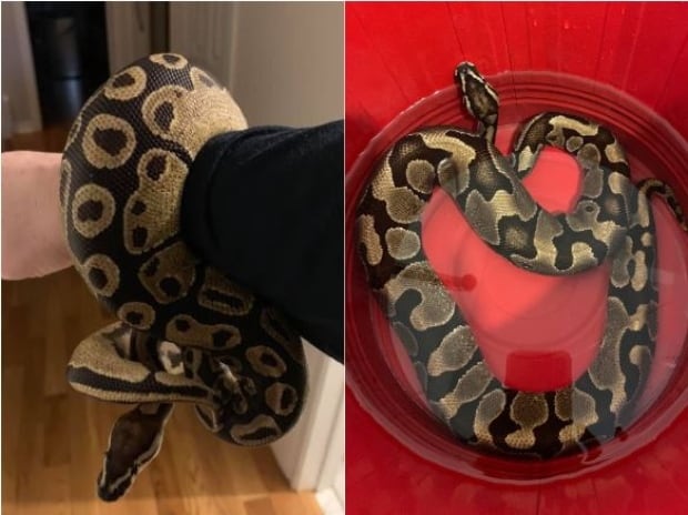 This time, it's not an impostor: Missing python finally found months ...