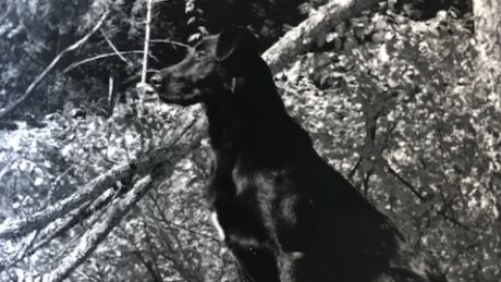 Lucky the lab