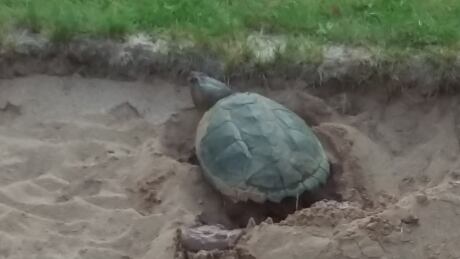 Shelley snapping turtle Debert Golf Club