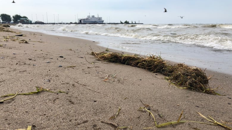 The water's edge, where sand meets low waves.  A freighter in the background.
