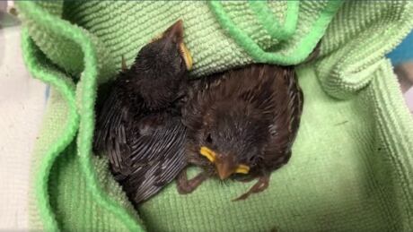 baby-sparrows-regina