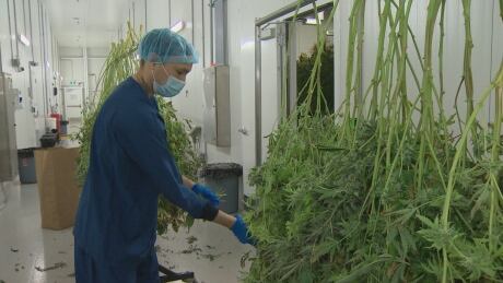 An AtlantiCann employee works to trim plants on Aug. 7, 2019. Atlanticann worker