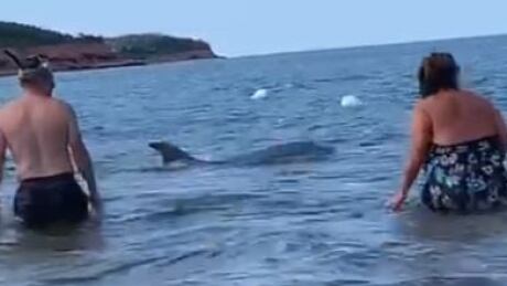 Video of dolphin in P.E.I. waters