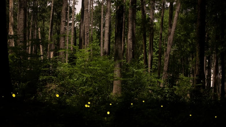 Firefly lights in a forest 