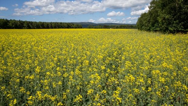 Alberta farmers endure drought as feds, province agree to recovery deal