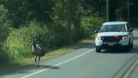 emu chemainus